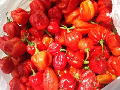 Ata Rodo Pepper