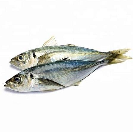 Horse Mackerel 7 Lb Box - SMK African Store