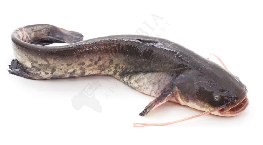 Fresh Catfish (Frozen) - SMK African Store