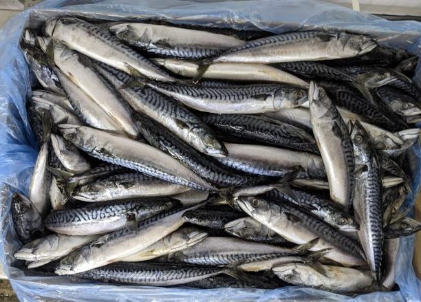 Box of Mackerel